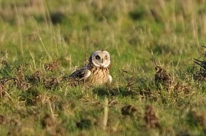 11.jpg - Velduil (Short-eared Owl, Asio Flammeus). Uitkerkse polders. 2/02/2008. Copyright: Joris Everaert. Nikon D300, Sigma APO 500mm f4.5 EX DG HSM